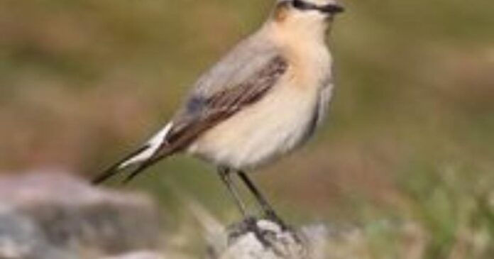 Powys Nature Recovery Action Plan published